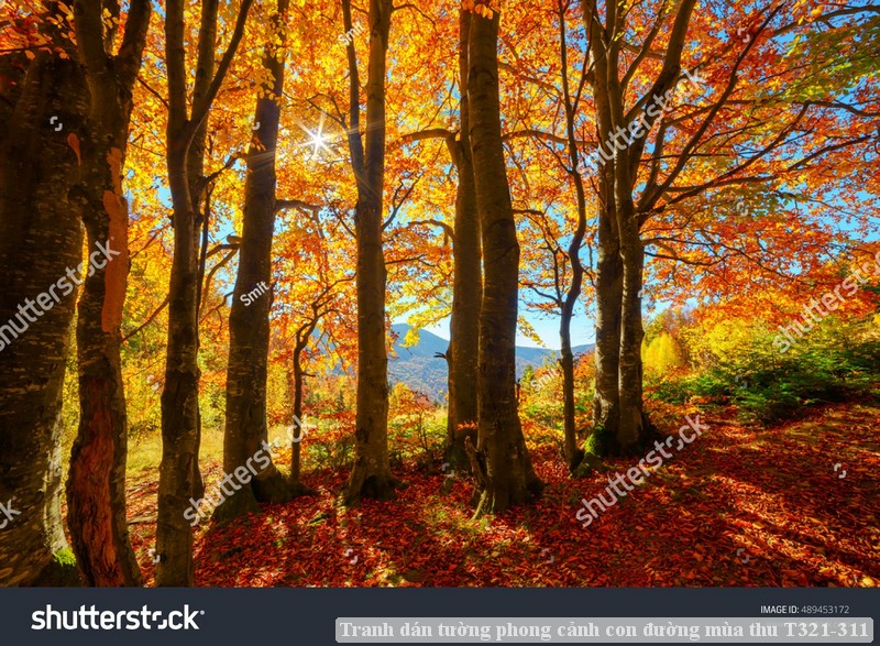 Tranh dán tường phong cảnh con đường mùa thu T321-311